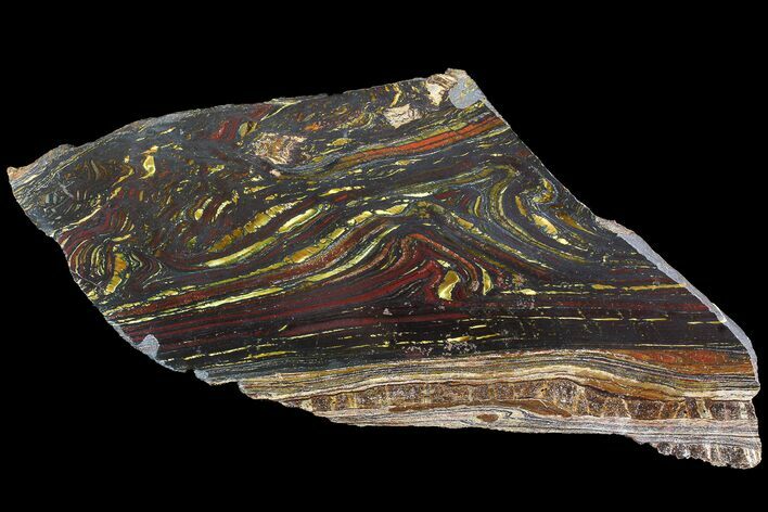 Polished Tiger Iron Stromatolite - ( Billion Years) #92961
